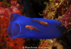 Gobies and ascidia
Nikon D200, 60micro, twin strobo
Kom... by Marchione Giacomo 